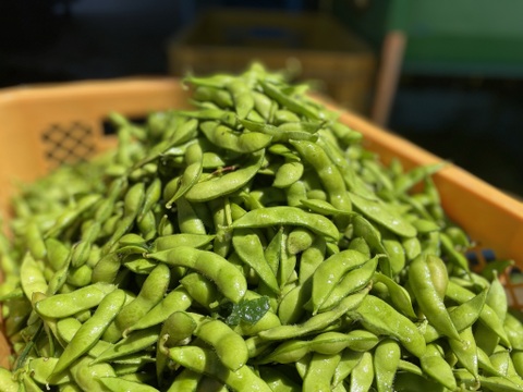 【毎朝収穫中！】枝豆 えだまめ フルーツ枝豆 2kg 秋田県産 横手市産 まるで果物！甘くておいしい 産地直送 農家直送 朝穫れ