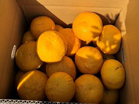 初夏の甘酸っぱさ🍊甘夏【家庭用・サイズ混合・10kg箱】