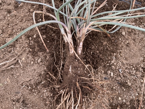 【春限定・希少】宮城産 若採りらっきょう エシャレット 1kg 栽培期間中農薬不使用  朝掘り 4月終了