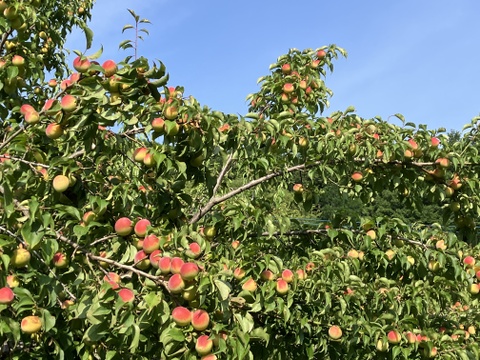 【農薬不使用・無添加】南高梅白干し800グラム