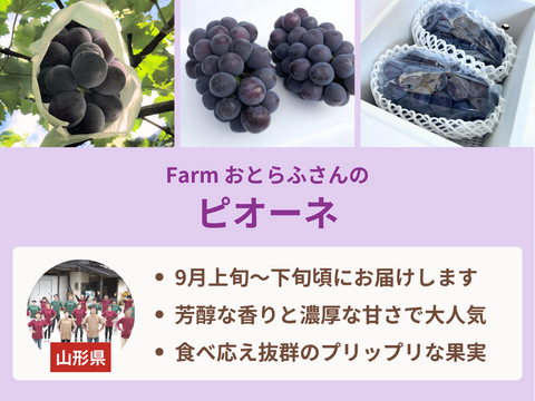 【売り切れ】 【限定200セット】ぶどう食べ比べ便　第3弾（食べチョク公式）