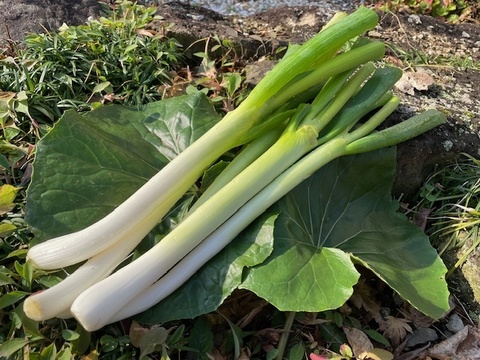 いものこ(旬)増量・黒にんにく＆季節野菜特価セット