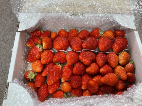 トクトク🍓いちごの宝石箱
朝摘み完熟酵素栽培のこだわりいちご
【いちご食べ比べ】３種食べ比べ！
（３〜４月発送）
