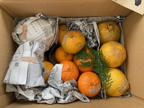 【柑橘食べ比べ】天草の宝石箱！栽培期間中農薬不使用 4種の柑橘セット　箱込み4kg　（河内晩柑、紅河内晩柑、橙、ポンカン）
