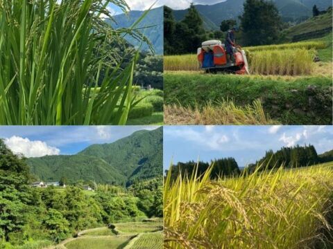 熊本 ひのひかり30㎏ 自家農園栽培米使用