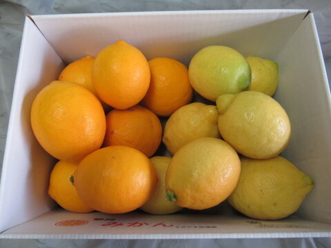 香りと酸味を楽しむ｜マイヤーレモン＆リスボンレモン 食べ比べセット2kg
皮まで使える・静岡県産