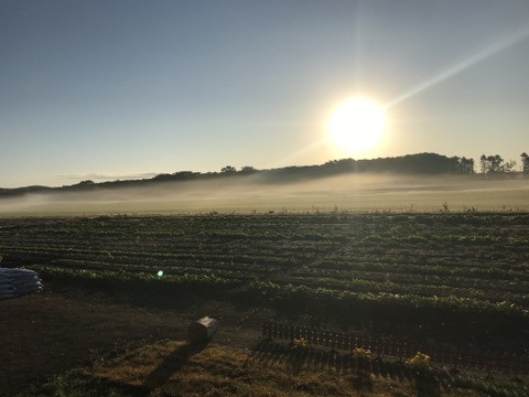 農薬化学肥料不使用🍓北海道限定品種‼️【朝どれ】けんたろう苺　500g🍓