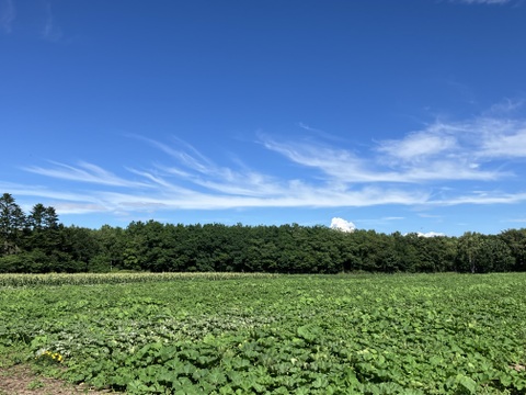 北海道産‼️農薬化学肥料不使用🎃🥔🧅旬の3点セット‼️くりりん南瓜＋新物玉ねぎ＋新じゃが＝約10㎏☺