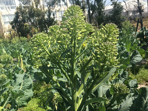 【旬・貴重】【有機栽培 JAS認証】ケールの菜の花 600g 1～2週間しか収穫できない（静岡県磐田市産）