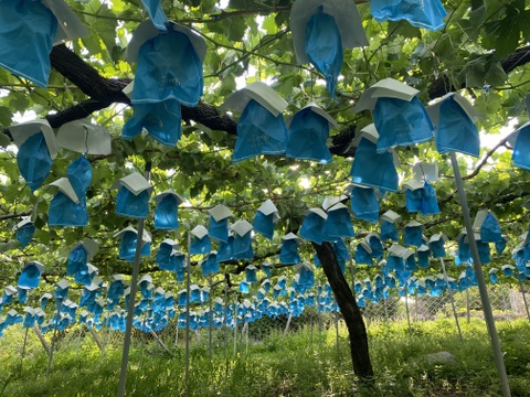 大粒！ムチムチ食感！【セミドライ シャインマスカットの干しぶどう】ぎゅ〜と甘さと旨みが凝縮した干しシャイン60g×2個セット