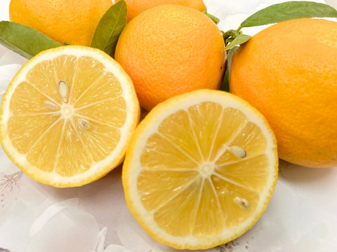 【山形県白鷹町産】丸かじり！マイヤーレモン  1kg