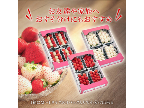 さっちゃん様　 3点 ぶどう　いちご　洋梨 バルボティーヌ19cm 予約販売 2026年11月下旬～順次発送】うるう農園オリジナル品種 真っ赤