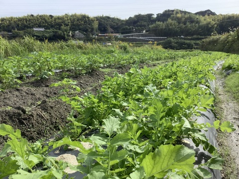 今は葉をむしゃむしゃ食べる時期ですよー！カラダ喜ぶ間引き菜セット（大根葉、人参葉、蕪菜など）約1kg