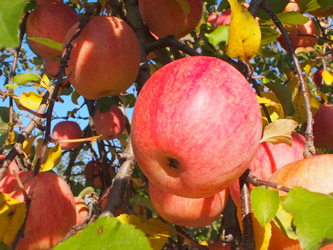蜜入りりんごの代表格 サンふじ🍎 3キロ (9〜12玉)  ギフト 予約 りんご 農薬節減 さんふじ【11月上旬〜】