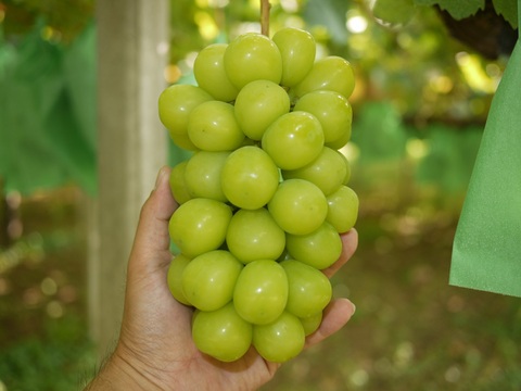 【数量限定】大地の恵み大粒ブレッシングシャインマスカット２房