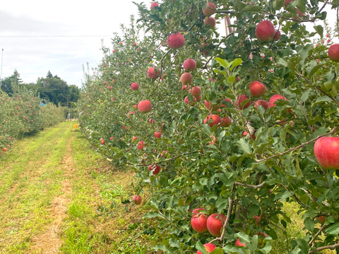 【2026年予約】『シナノスイート』家庭用  ジュワッと甘〜い人気品種！3kg