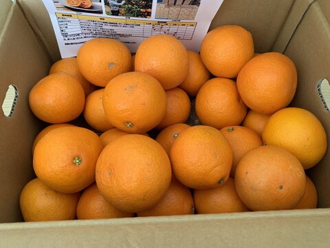 5kg【貴重品種】ゼリーのようなプルッンとした新食感の極上ミカン！サンゼリー