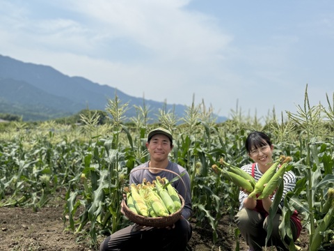 早朝採り！当日発送！新鮮甘々ゴールドラッシュ 10本