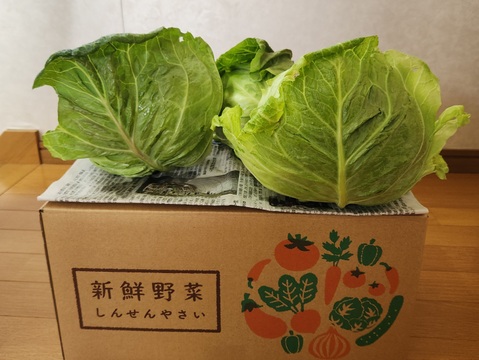 柔らか～い！【春ひかり7号】春キャベツ 3個セット