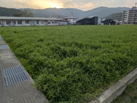 【お試し】緑肥栽培のお米　夢つくし　福岡産　1.5kg　8年産