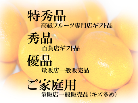 濃厚完熟　大津みかん　ご家庭用・10ｋｇ