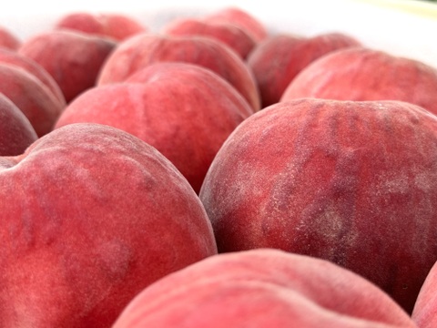 桃の概念が変わる硬さ【おどろき】2kg 数量限定