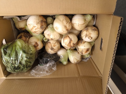 大好評，地層が違う淡路島、訳あり新玉ねぎスーパーアップ5キロ(風袋込み)