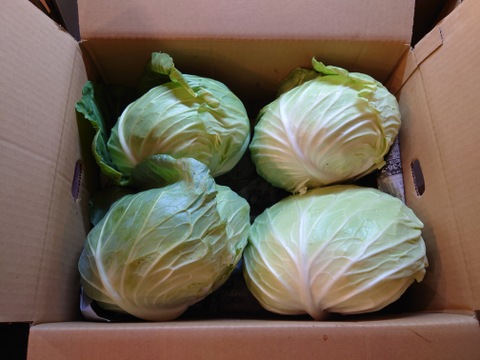 【訳有❗❗】ムキムキでゴチゴチしたキャベツ！100ｻｲｽﾞ4〜6玉入り　（内容量約8キロ）
