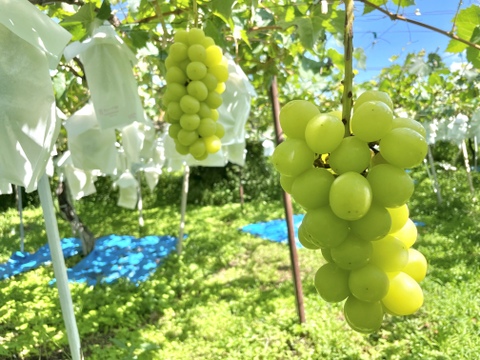 期間限定セール】本当に美味しい！家庭用シャインマスカット🍇2kg(３房