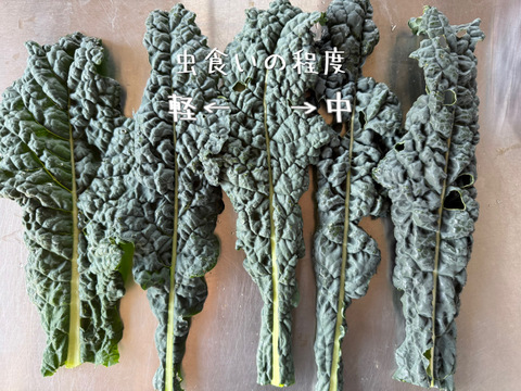 【訳あり品】カーボロネロ 約1kg