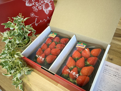 【農場長おすすめ！】《人気2品種 食べ比べセット♪》280g×2パック【いちご食べ比べ】