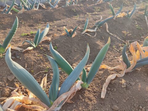 ✨農薬・化成肥料不使用の下仁田ネギ1.5kg（サイズ混合）✨