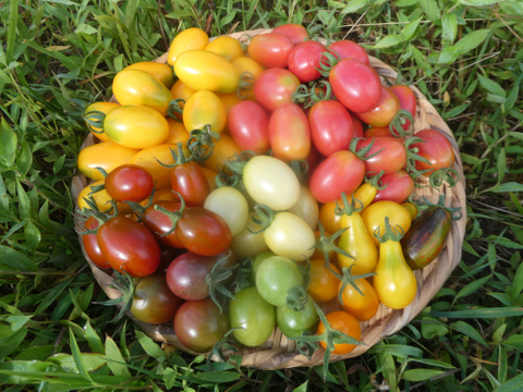 彩り豊かなこく旨カラフルミニトマト　１ｋｇ（５～７品種入）