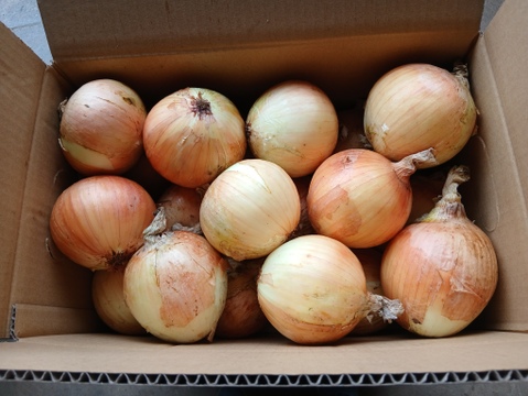 訳あり　大タマネギ（有機JAS）箱込9kg