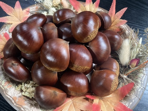 丹波くり　晩生 「岸根」 希少4Lサイズ 約1kg（本州のみ）①