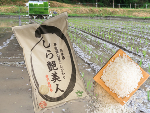 【新米R1年産】 食味鑑定士推奨 お米ソムリエがつくる丹波篠山のこしひかり 10kg