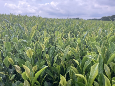 数量限定！世界農業遺産の【茶草場農法】で育てたお茶セット100g×2袋