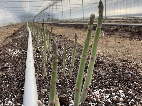 農家君が作る『有機肥料で栽培したアスパラガス春芽』サイズ混合（M〜２L）500g