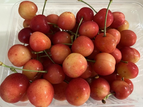 紅秀峰(訳ありじゃない！という声が多数)さくらんぼ 500g 訳
