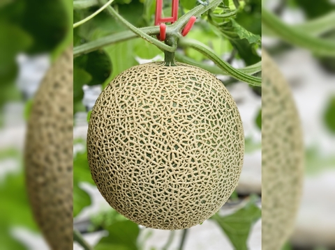 【ギフトにご褒美に！】アールスロイヤルメロン【夢風船直送青肉アールスメロン】約1.6kg