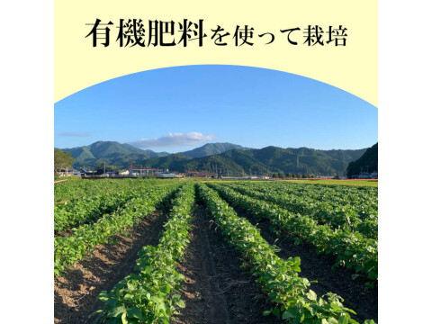 丹波篠山 黒枝豆 枝豆 丹波 黒豆 600g × 2 丹波篠山産 2024年 丹波 枝豆 もっちり 黒大豆 大粒 波部黒 丹波黒 高級 1200g 黒大豆枝豆 枝なし さや