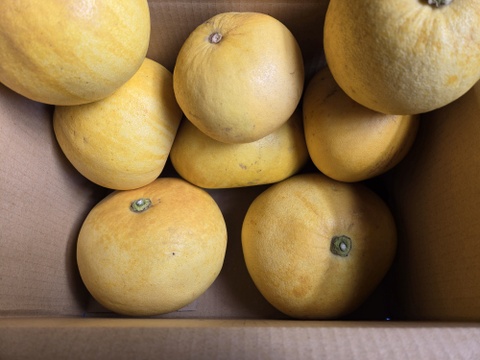 ★完全自然栽培品　晩白柚　（文旦）　ザボン　4キロ