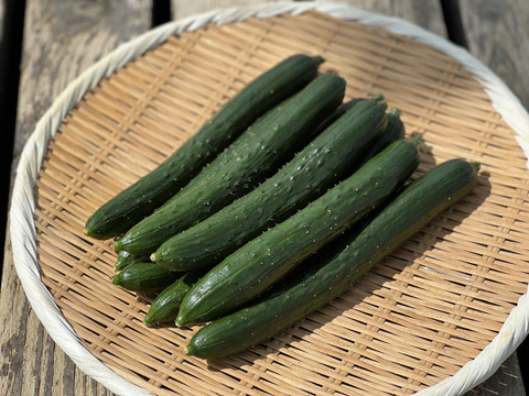 ☆有機JAS認証☆新鮮きゅうり4Kg