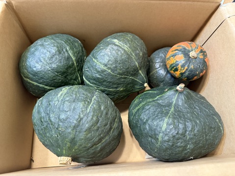 栗のような味わいの南瓜 九重栗　５ｋｇ箱(3～４玉入）【北海道富良野産】