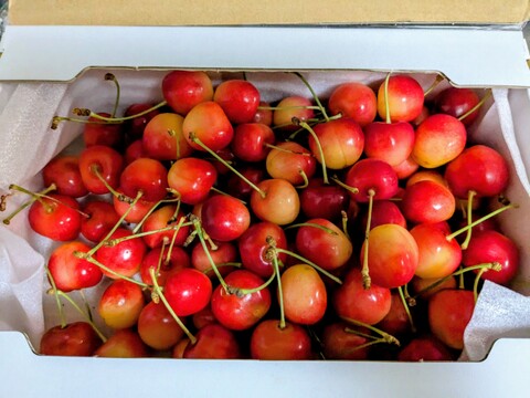 南陽1キロ　さくらんぼ　お得！ 北海道のさくらんぼ 南陽1kg 7月中旬～7月下旬お届け