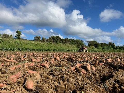 中園ファームの熟成安納芋（生芋）　Mサイズ　２キロ