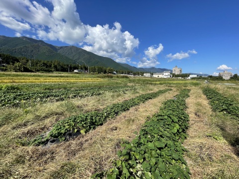 焼き芋に最適！さつまいも鳴門金時”ホクホクとした食感と上品な甘み”色々サイズ土付き5Kg