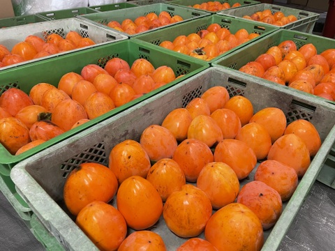 求む！干し柿チャレンジャー【甲州百匁柿10個+あんぽ柿２ケ】干し紐・ガイド付き（受付11月25日迄）