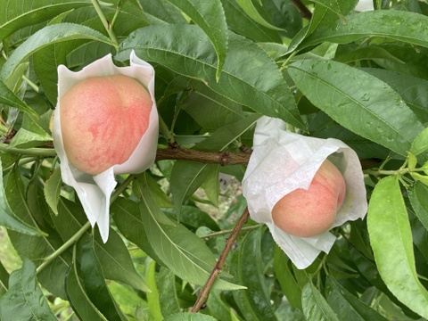 早実り、香り豊かな桃！ひめまるこ　1kg