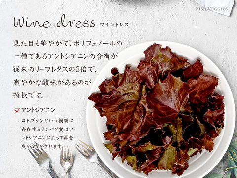 新鮮！採れたて！農薬・化学肥料不使用！レタスの定期便 8個セット